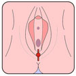 piercing-clitoris-B06