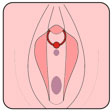 piercing-clitoris_F-B01